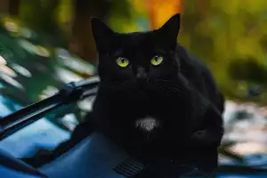 Černá Kočka