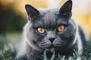 Britská Krátkosrstá Kočka